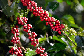 Plantation coffee company is located in the plantation building in lihue, hawaii, directly behind. Coffee Tree With Coffee Beans On Coffee Plantation Stock Photo Picture And Royalty Free Image Image 68788804