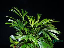 Image result for Actiniopteris radiata