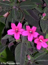 Image result for Ruellia makoyana