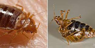 Bedbugs are not so easy to treat properly. 7 Effective Home Remedies For Bed Bugs Banish Them Fast Expert Home Tips