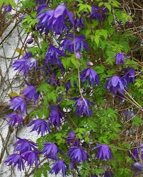 Clematis Alpina Clematis Blue Flowers Clematis Varieties