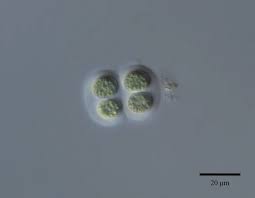 Image result for Microcoelia nyungwensis
