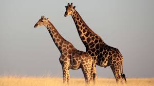 The giraffe and the okapi ( giraffidae), two distinctive african species, are closely related to deer. Giraffes Mammals Animals Eden Channel