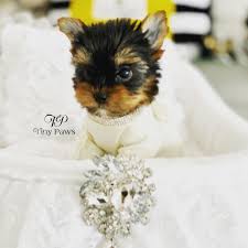 We breed healthy puppies,puppies free from diseases,all of our puppies are upto date with shots, going with a one year health guarantee. Jacky Tiny Teacup Yorkie Puppy Tiny Paws