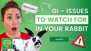 Megacolon - Long Island Rabbit Rescue Group