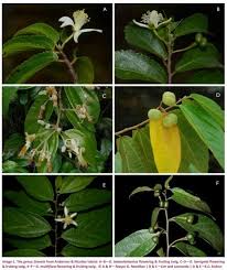 Image result for Malvaceae subfamily Grewioideae