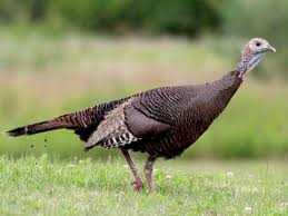 | chacha stop reading now if you seek advice on discarding leftover turkey parts from your thanksgiving bird. Wild Turkey Identification All About Birds Cornell Lab Of Ornithology
