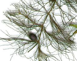 Image result for Ceratophyllum submersum