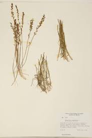 Image result for Juncaginaceae