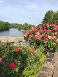 See actions taken by the people who manage and post. Roses Part Three Friends Of Lake Lure Flowering Bridge Facebook