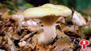 Giftige Pilze Vorsicht Diese Pilzarten Sind Gefahrlich Br Wissen