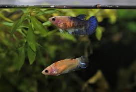 Tetra led half moon betta aquarium. Betta Tank Mates Safe And Compatible Species For Your Betta Tank