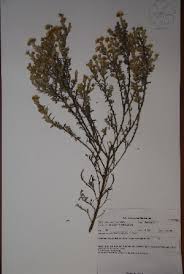 Image result for Laggera