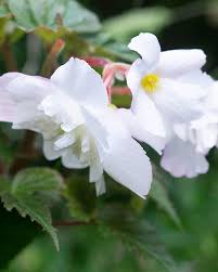 Image result for Begonia nyassensis