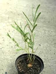Image result for Elephantorrhiza elephantina