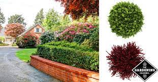 Like evergreen trees, these garden shrubs keep their leaves all year long. How To Choose Landscaping Shrubs Gardening Channel