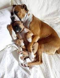 This 15 month boxer dog calendar contains over 230 boxers of every shape, size, and color submitted by boxer dog owners all over the world. 220 Beautiful Boxers Ideas Boxer Dogs Boxer Love Boxer Puppies