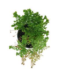 Image result for Adiantum comorense