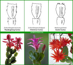 That bloom can extend well into may depending on the conditions your plant is growing in. Is It A Thanksgiving Christmas Or Easter Cactus World Of Succulents