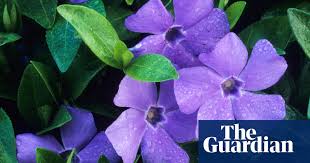 Purple flowers that look like lilies. Gardens Alys Fowler S Top 25 Indestructible Plants Gardens The Guardian