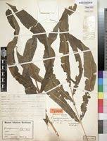 Image result for Coniogramme africana