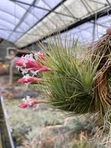 Image result for Teedia lucida