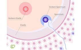 Bei kinderwunsch ist es hilfreich zu wissen, wann der eisprung („ovulation) stattfindet, um die chancen für eine befruchtung zu erhöhen. Befruchtung Onmeda De