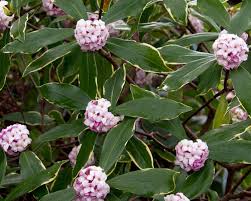 This planting zone map will teach you everything you need to know about plant hardiness and growing zones. 9 Favorite Flowering Shrubs For Spring And Summer New Hampshire Home Magazine