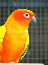 Bird With Orange Beak And Orange Wings Orange Parrot 2 Parrot With Brillant Orange Yellow Feathers Aff Parrot Orange Brillant Feathers Yellow Ad Parrot Kitten Photos Macaw Parrot