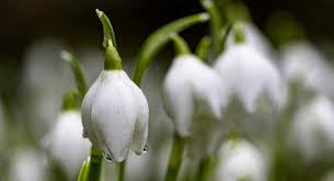 Check spelling or type a new query. Four Wild Flowers To Spot In Early Spring Yorkshire Wildlife Trust