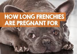 The average french bulldog litter consists of 3 puppies. How Long Is A French Bulldog Pregnant For Signs Of Pregnancy