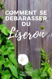 Liseron Comment S En Debarrasser Jardins Astuce Jardin Jardinage