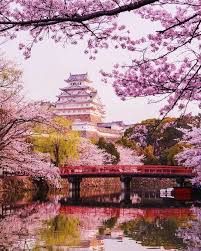Maybe you would like to learn more about one of these? Cherry Blossoms Cherry Blossom Wallpaper Cherry Blossom Japan Japan Cherry Blossom