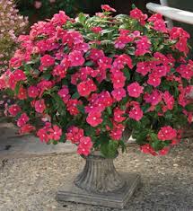 Image result for Catharanthus