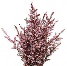 Filler varieties are the backbones of beautiful bouquets. Top 10 Filler Flowers To Know Ebb Flow Flowers