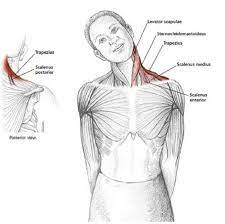 It is divided into three parts anterior rotator cuff is formed by a group of four muscles that surround the shoulder joint. Deep Neck Shoulder Streatched Video The Wellness Nook