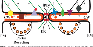 Plasma membrane is present in all kinds of cells. Pdf Cytoskeleton Plasma Membrane Cell Wall Continuum In Plants Emerging Links Revisited1 Semantic Scholar