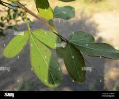 Image result for Searsia tenuinervis