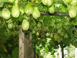 De La Terre Nait Notre Richesse Le Chouchou Legume Exotique Jardin Fruitier Jardinage Potager