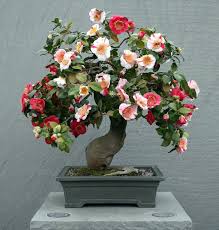 Us National Arboretum Bonsai Photo Gallery Bonsai Flower Bonsai Tree Japanese Bonsai