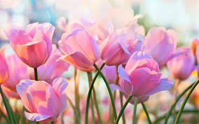 Se hai bisogno di fare degli auguri speciali. Scarica Sfondi 4k Tulipani Rosa Bokeh Primavera Rosa Fiori Tulipani Fiori Di Primavera Per Desktop Libero Immagini Sfondo Del Desktop Libero