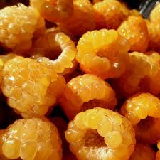 Fall gold yellow, very sweet berries are large, juicy and firm winter hardiness makes it a good choice for northern gardens. Fall Gold Raspberry Plants Urban Farmer