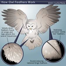 Owls Feathers And Wing Structure Howstuffworks Owls look very different without feathers (picture; owls feathers and wing structure
