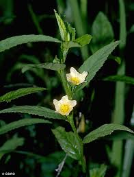 Image result for Sida ovata