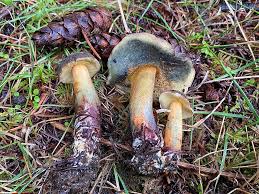 Image result for Xerocomellus diffractus