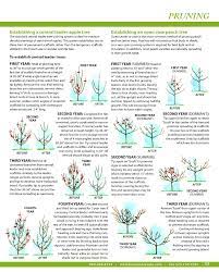 Pruning Central Leader And Open Center Trees Pruning Fruit Trees Prune Peach Trees