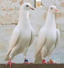 Pin By Hamza Allouh On Birds Pigeon Pictures Beautiful Chickens Dove Pigeon