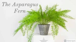 An asparagus fern plant, native to south africa, is not true fern at all but rather a member of the lily. Asparagus Fern Care Guide The Contented Plant