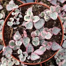 Image result for Ceropegia burchelliana