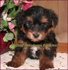 We did not find results for: Yorkiepoo Puppies For Sale Texas Pets Lovers
